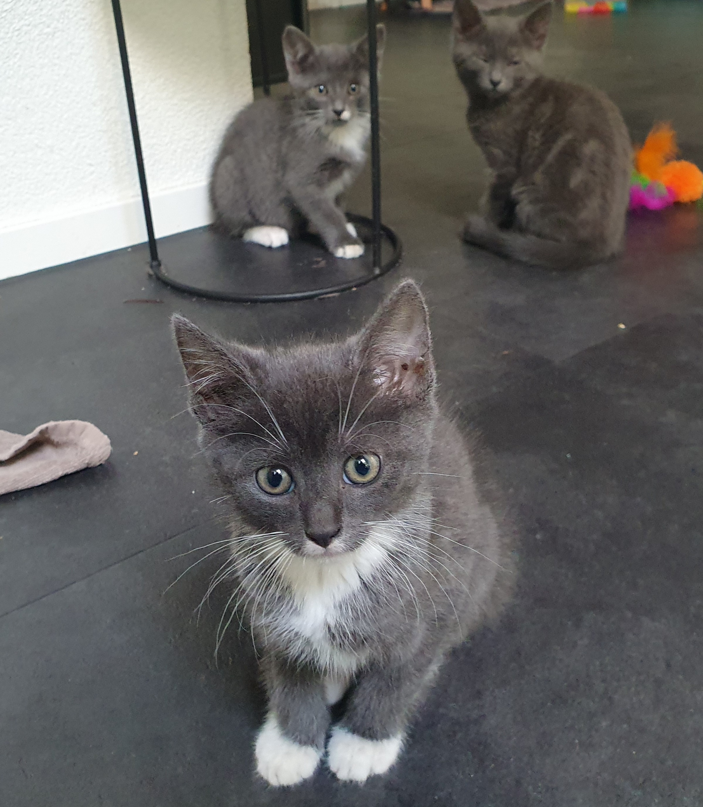 Lieve blauwgrijs met witte kittens. Mix Blauwe Rus/Britse Korth./Eur. Korh.